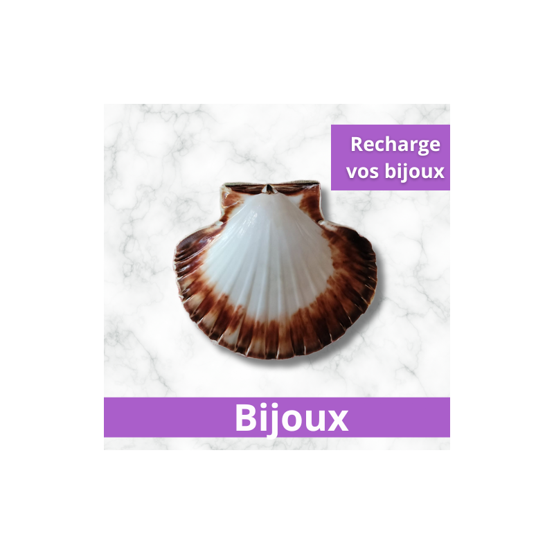 Coquillage St Jacques